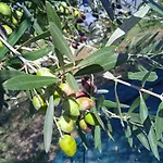 κτήμα ανάσες ζωής- ευγενία σγούρα Chaletu Epanomi