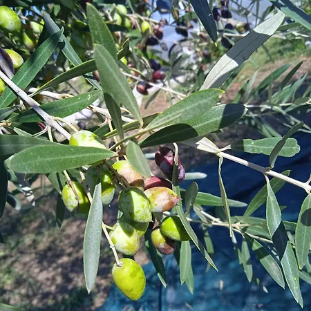 Κτήμα Ανάσες Ζωής- Ευγενία Σγούρα Chalé Epanomí