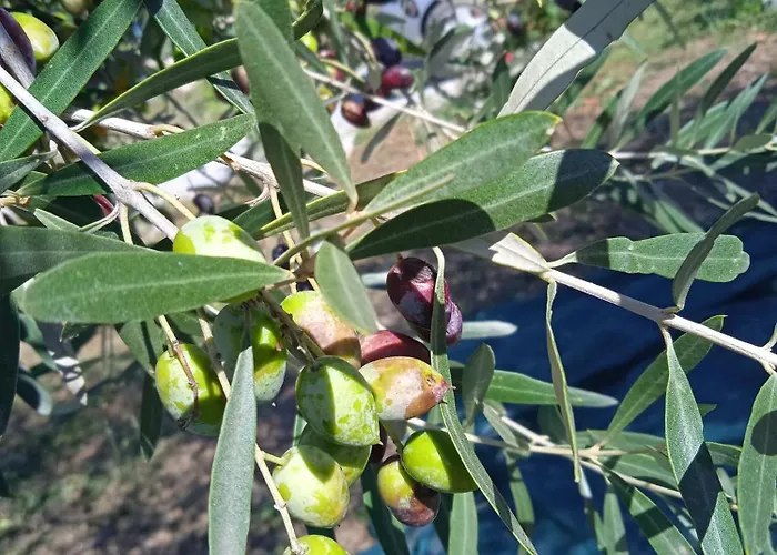 κτήμα ανάσες ζωής- ευγενία σγούρα Шале Эпаноми